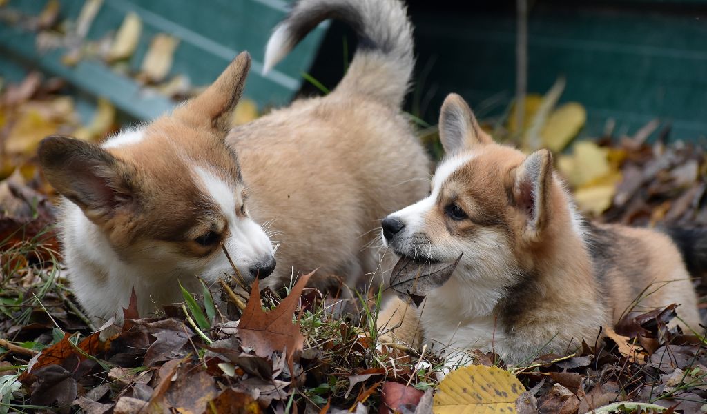 chiot Welsh Corgi Pembroke Opus Grande