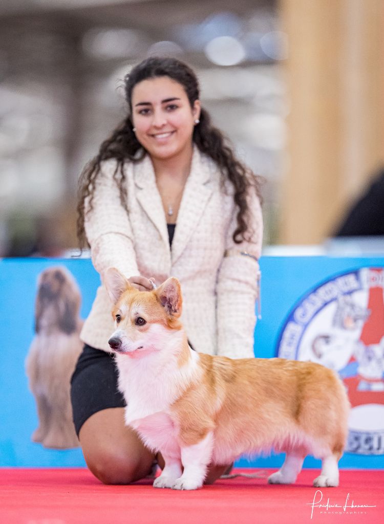 Résultats de l'exposition du Paris Dog Show