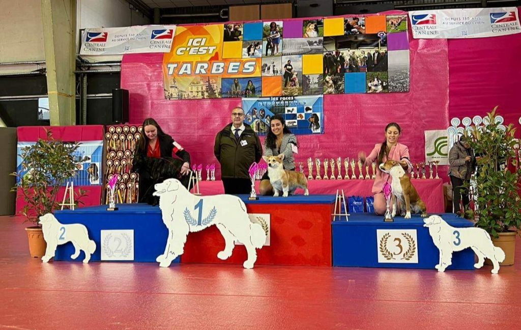 Résultats de l'exposition de Tarbes 