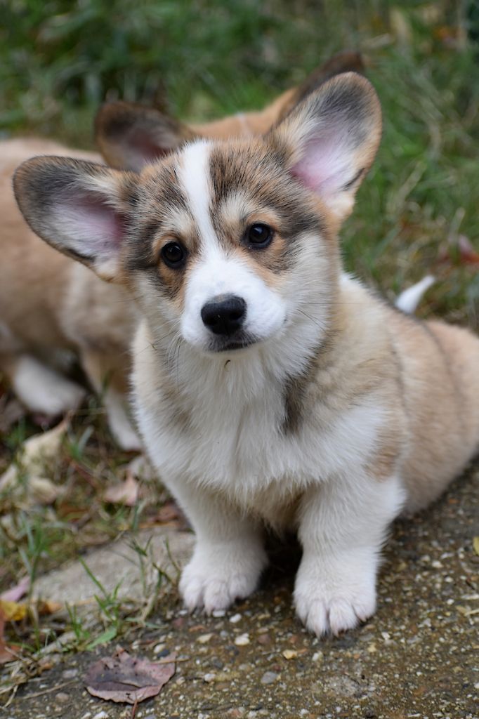 Quelques chiots de l'année 2022
