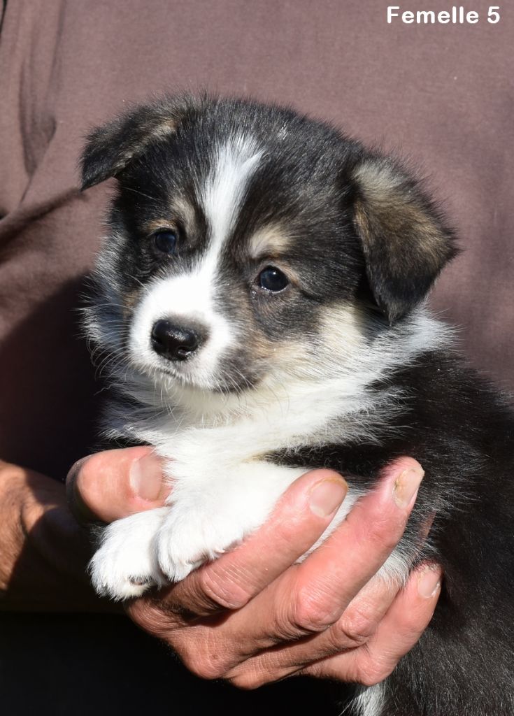 Chiot Welsh Corgi Pembroke Opus Grande