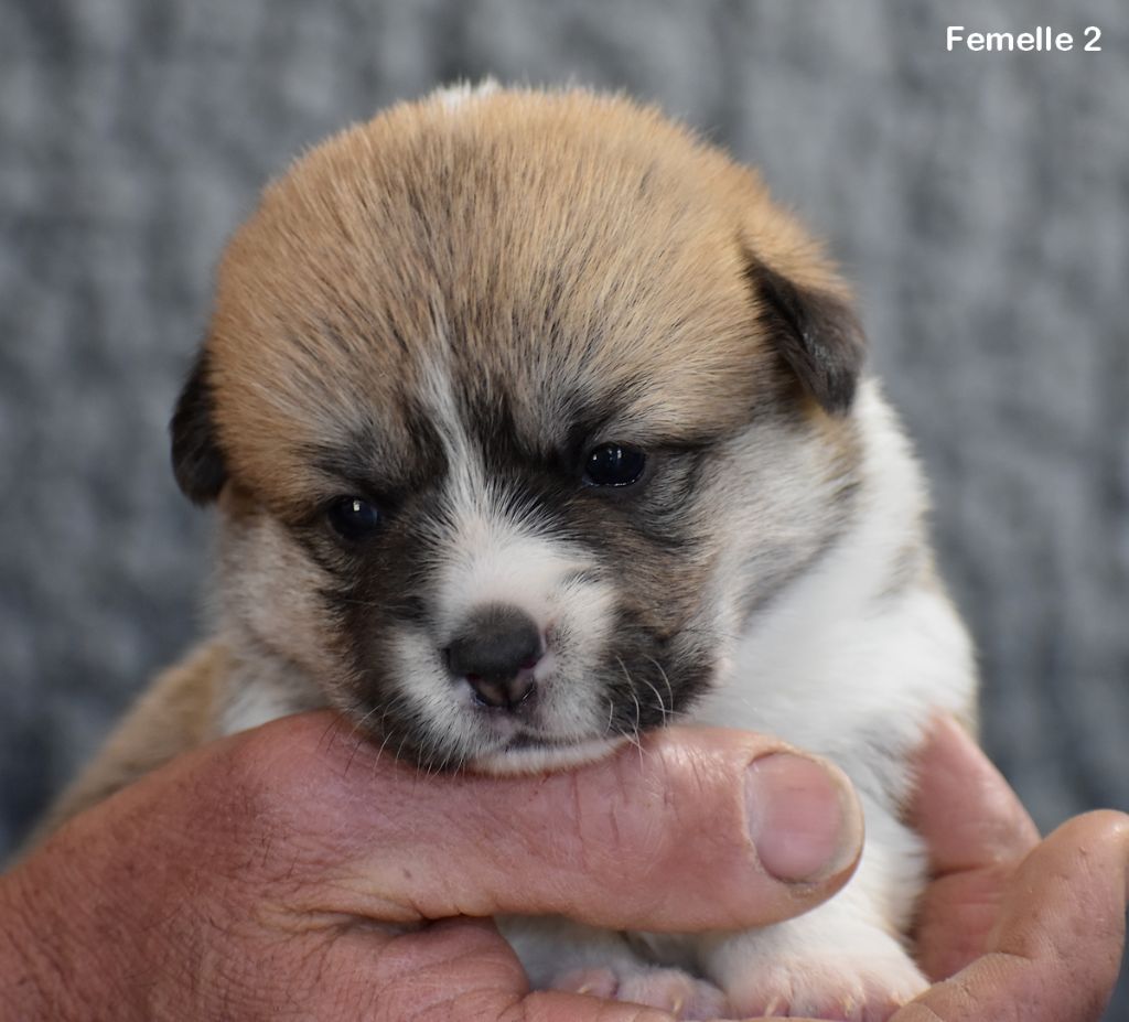Chiot Welsh Corgi Pembroke Opus Grande