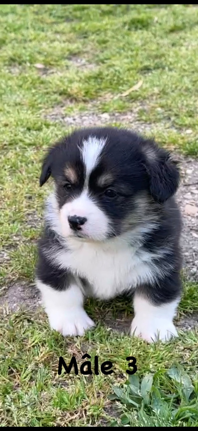 Opus Grande - Chiots disponibles - Welsh Corgi Pembroke