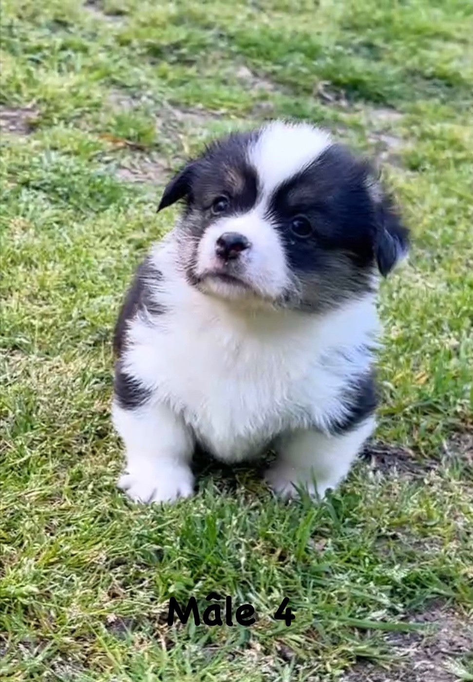 Opus Grande - Chiots disponibles - Welsh Corgi Pembroke