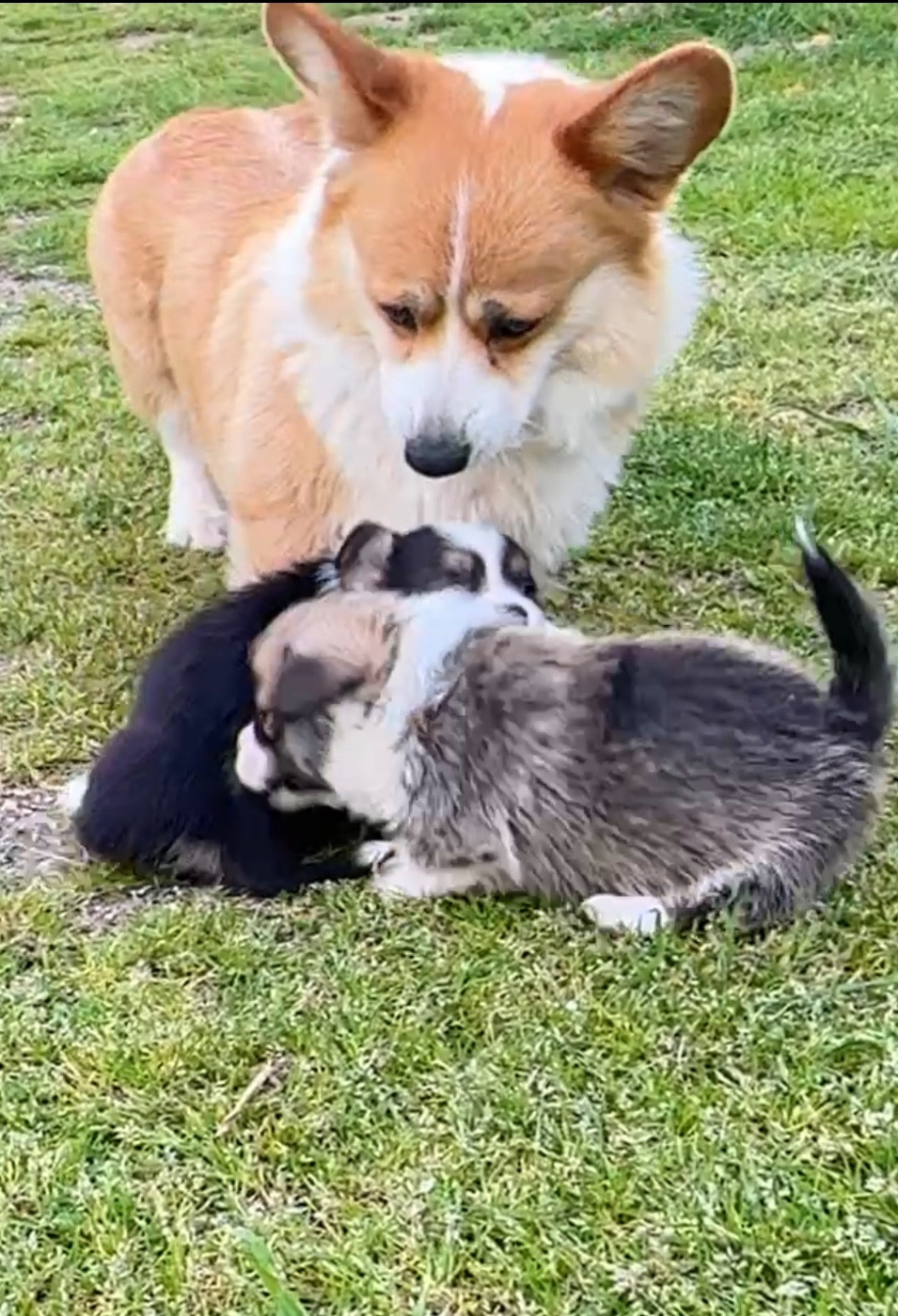 Chiot Welsh Corgi Pembroke Opus Grande