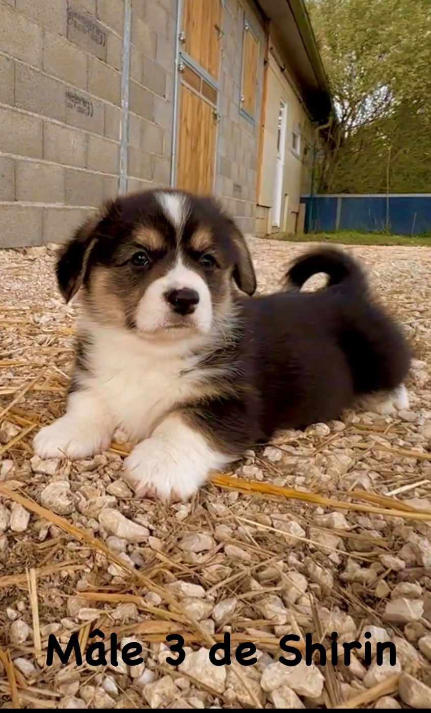 Opus Grande - Chiots disponibles - Welsh Corgi Pembroke