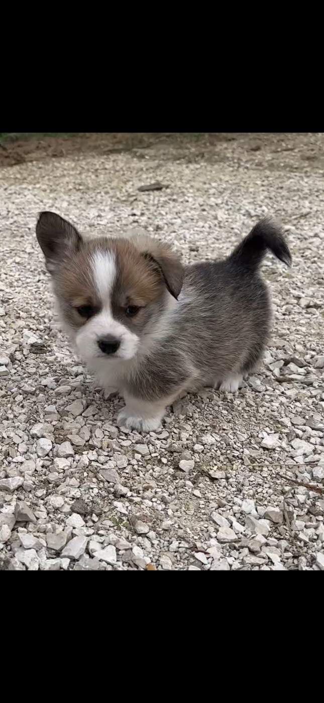 Opus Grande - Chiots disponibles - Welsh Corgi Pembroke