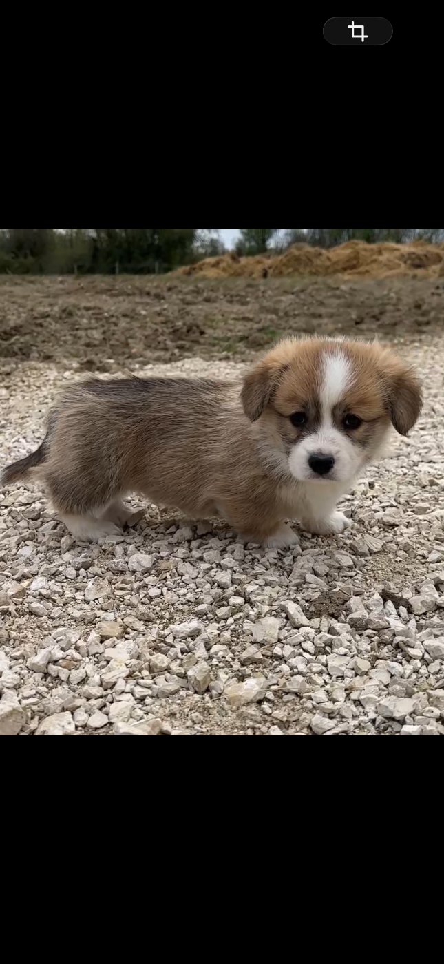 Opus Grande - Chiots disponibles - Welsh Corgi Pembroke