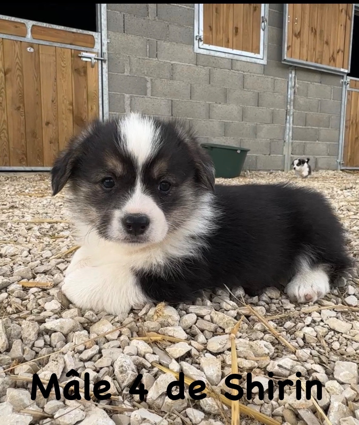 Opus Grande - Chiots disponibles - Welsh Corgi Pembroke
