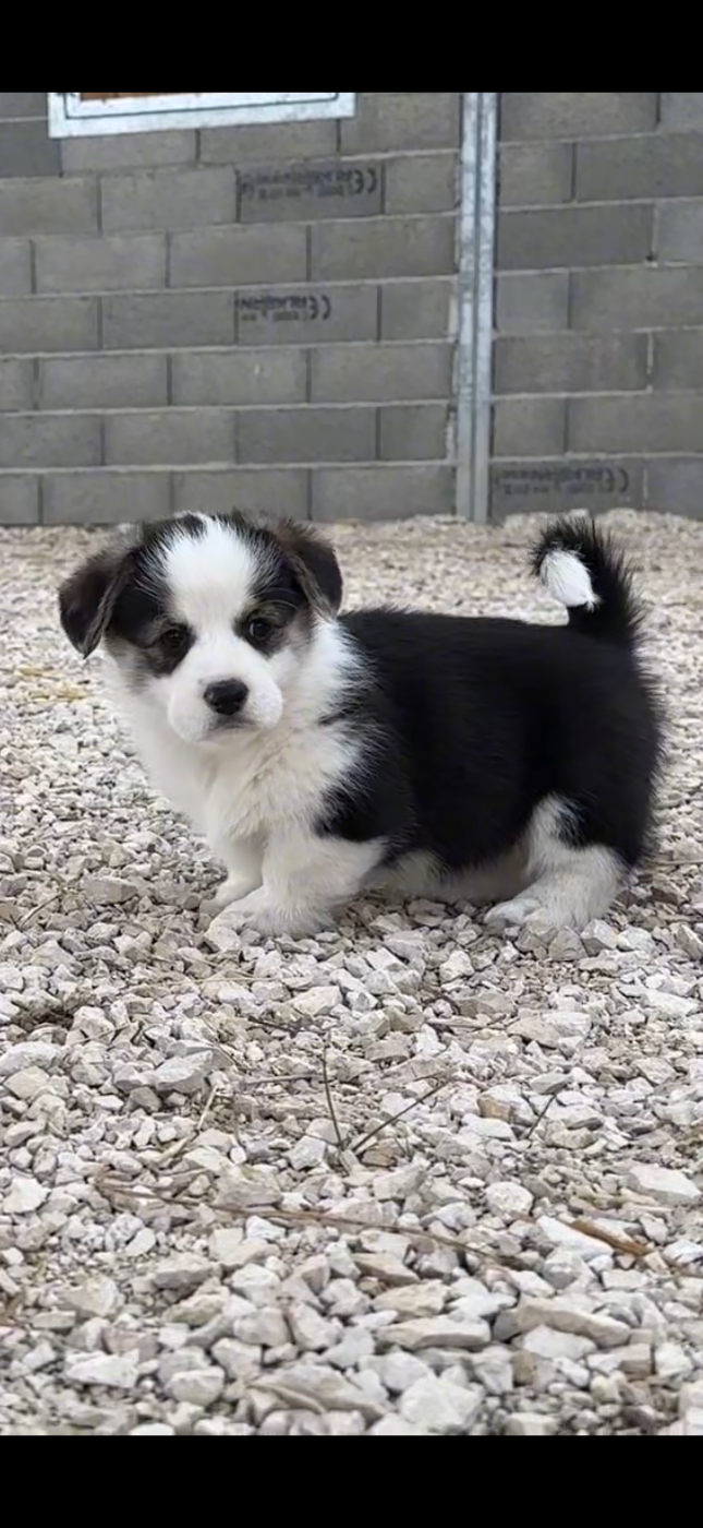 Opus Grande - Chiots disponibles - Welsh Corgi Pembroke