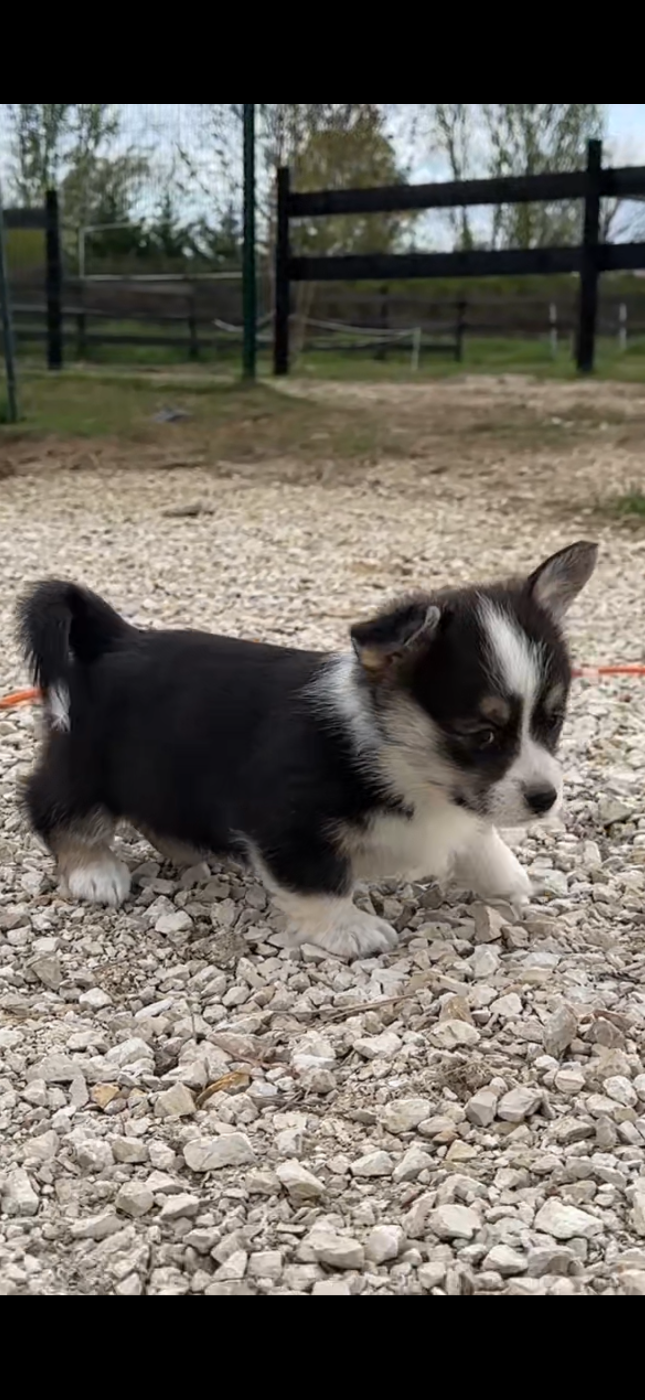 Opus Grande - Chiots disponibles - Welsh Corgi Pembroke