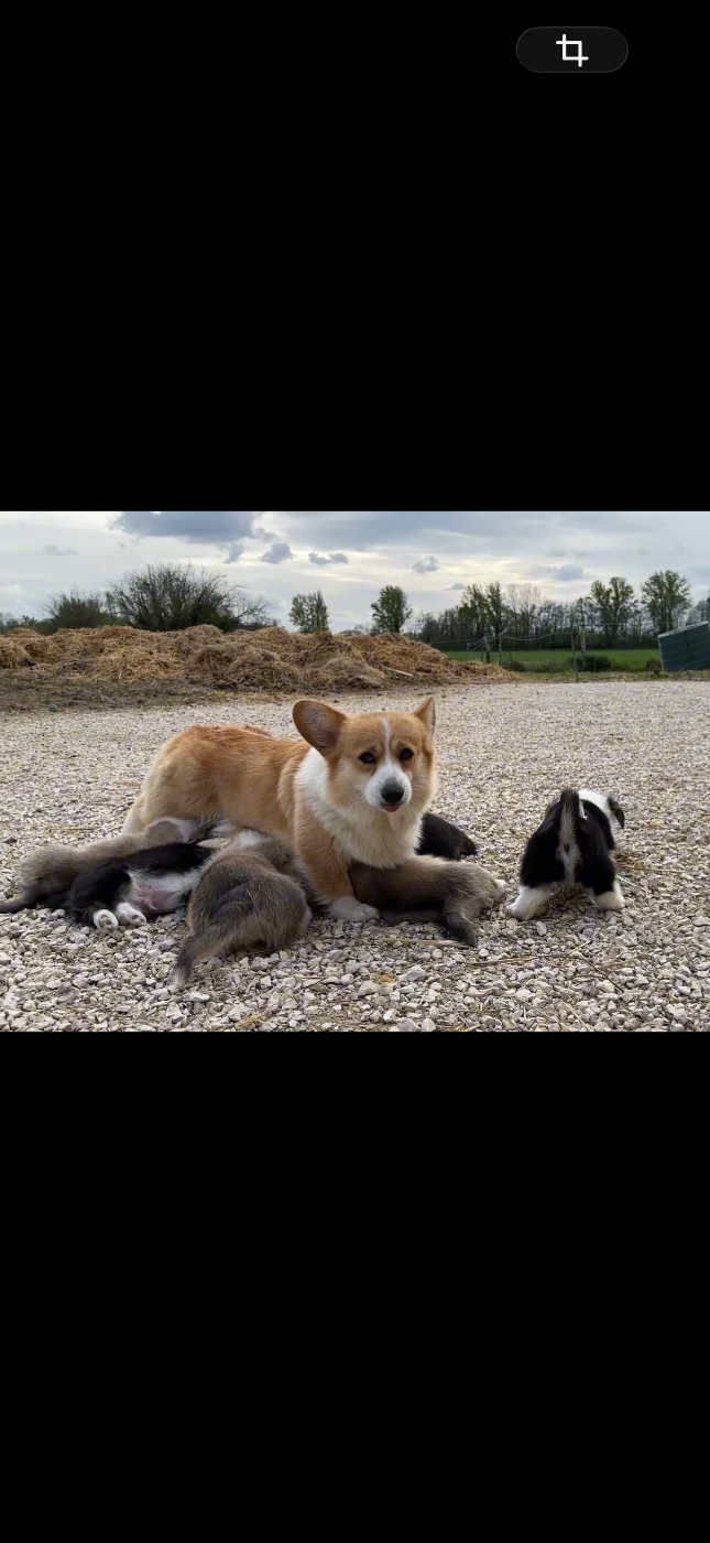 Chiot Welsh Corgi Pembroke Opus Grande