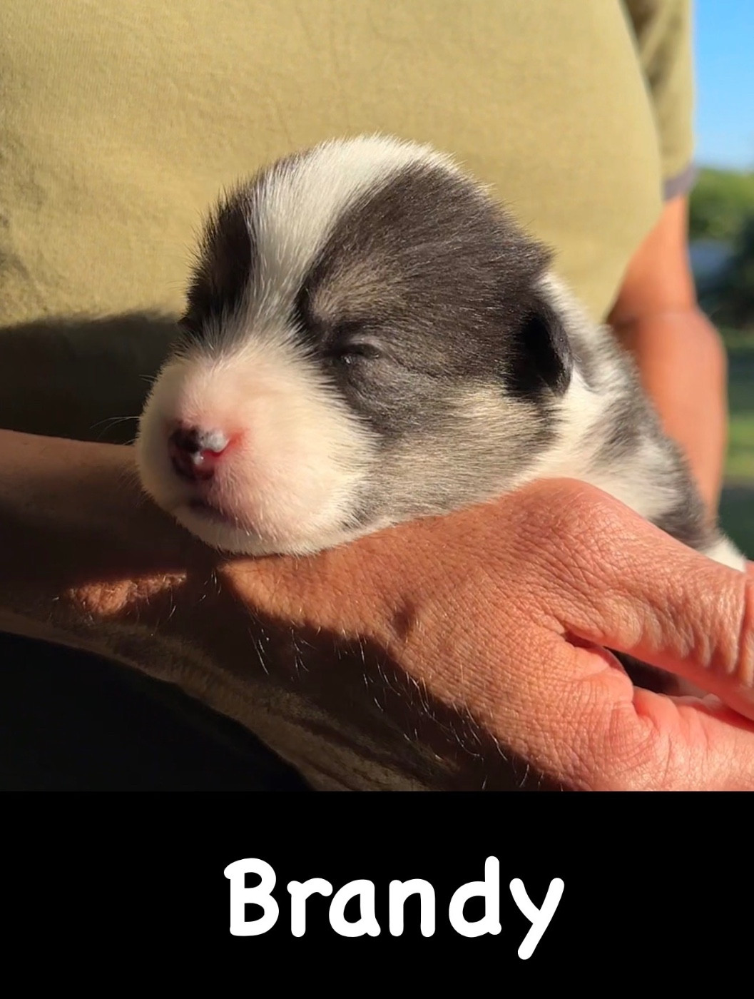 Opus Grande - Chiots disponibles - Welsh Corgi Pembroke
