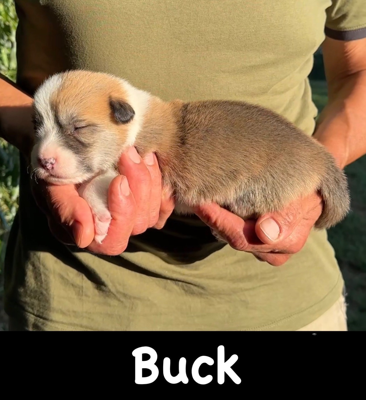 Opus Grande - Chiots disponibles - Welsh Corgi Pembroke