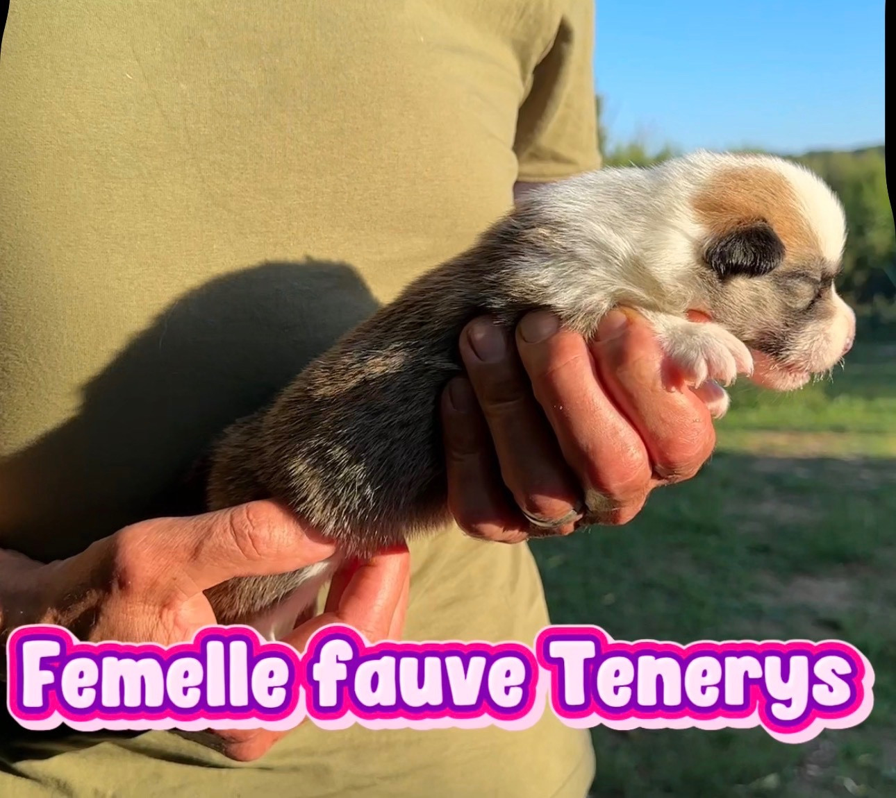 Opus Grande - Chiots disponibles - Welsh Corgi Pembroke