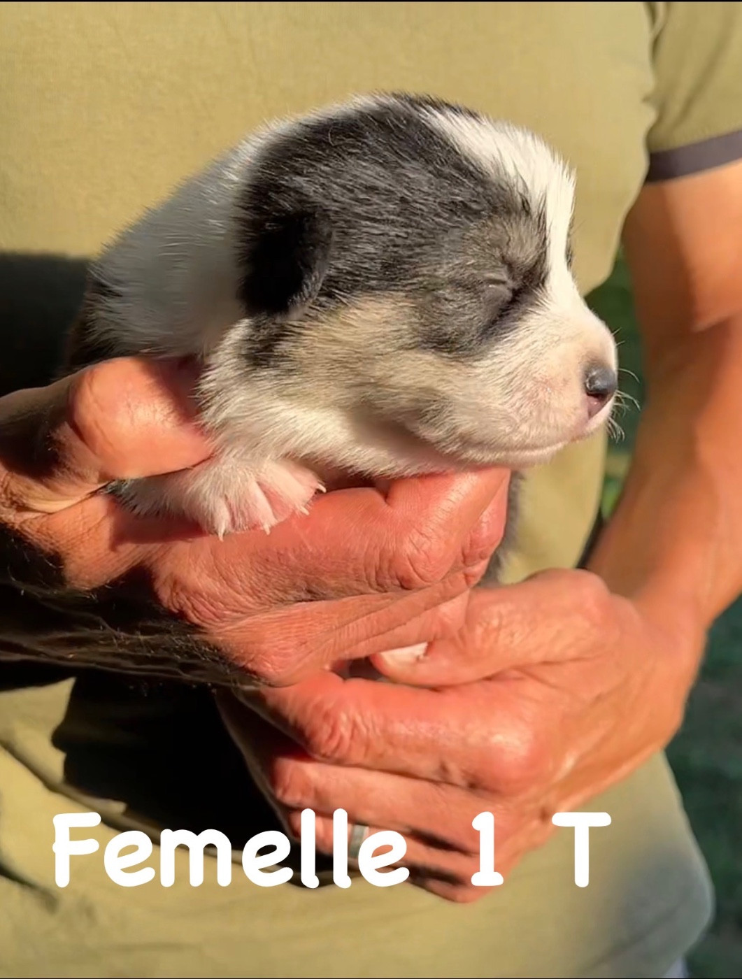 Opus Grande - Chiots disponibles - Welsh Corgi Pembroke