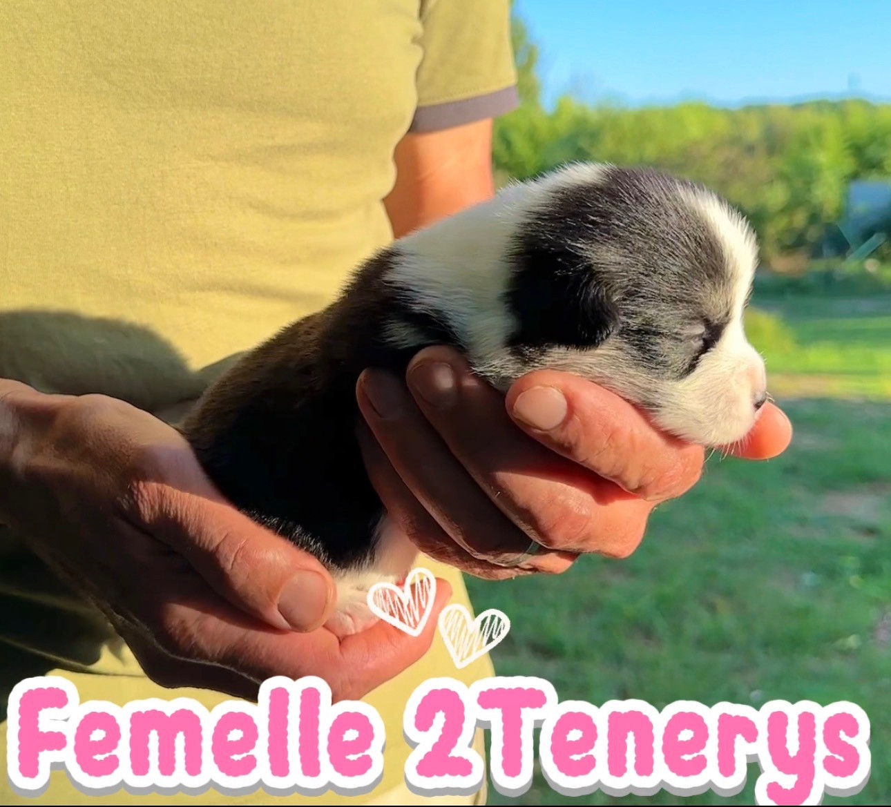 Opus Grande - Chiots disponibles - Welsh Corgi Pembroke