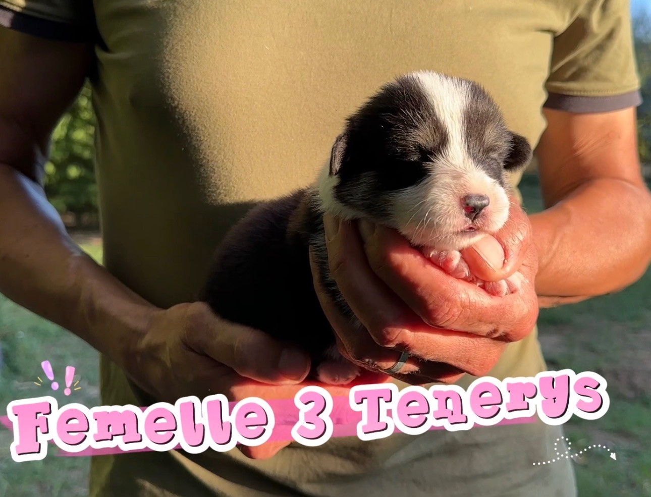 Opus Grande - Chiots disponibles - Welsh Corgi Pembroke