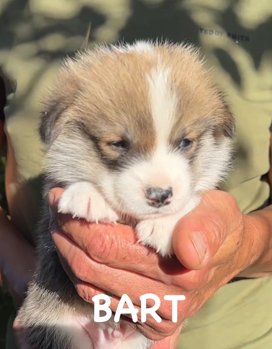 Opus Grande - Chiots disponibles - Welsh Corgi Pembroke