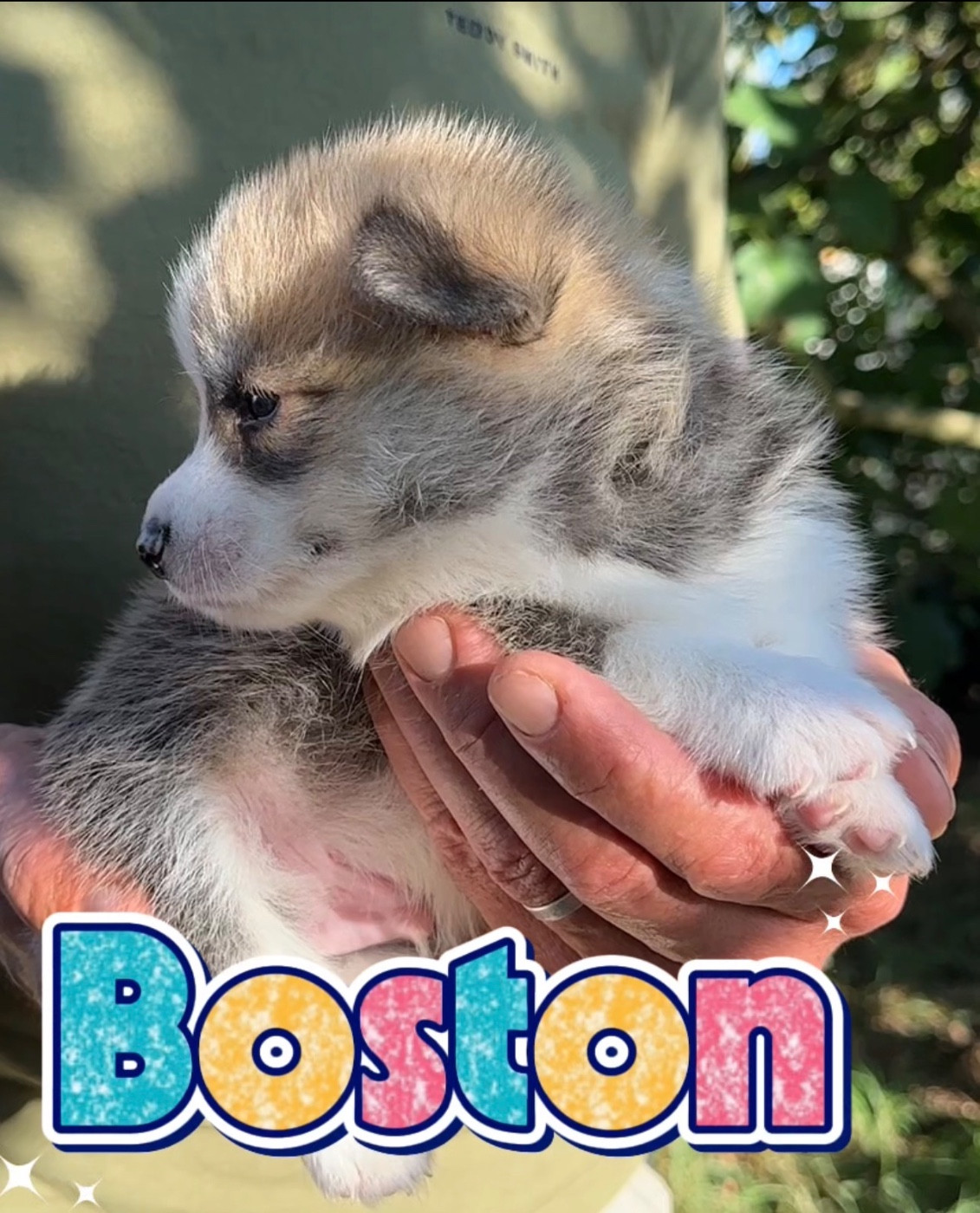 Opus Grande - Chiots disponibles - Welsh Corgi Pembroke