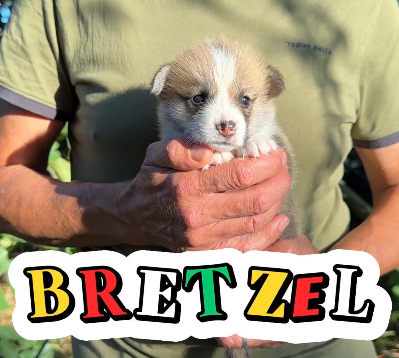 Opus Grande - Chiots disponibles - Welsh Corgi Pembroke