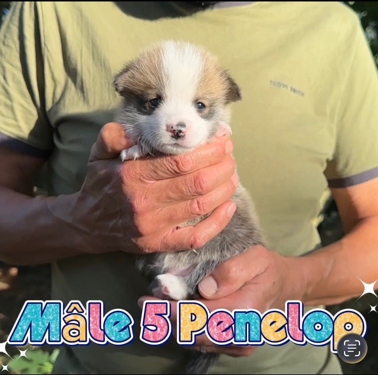 Opus Grande - Chiots disponibles - Welsh Corgi Pembroke