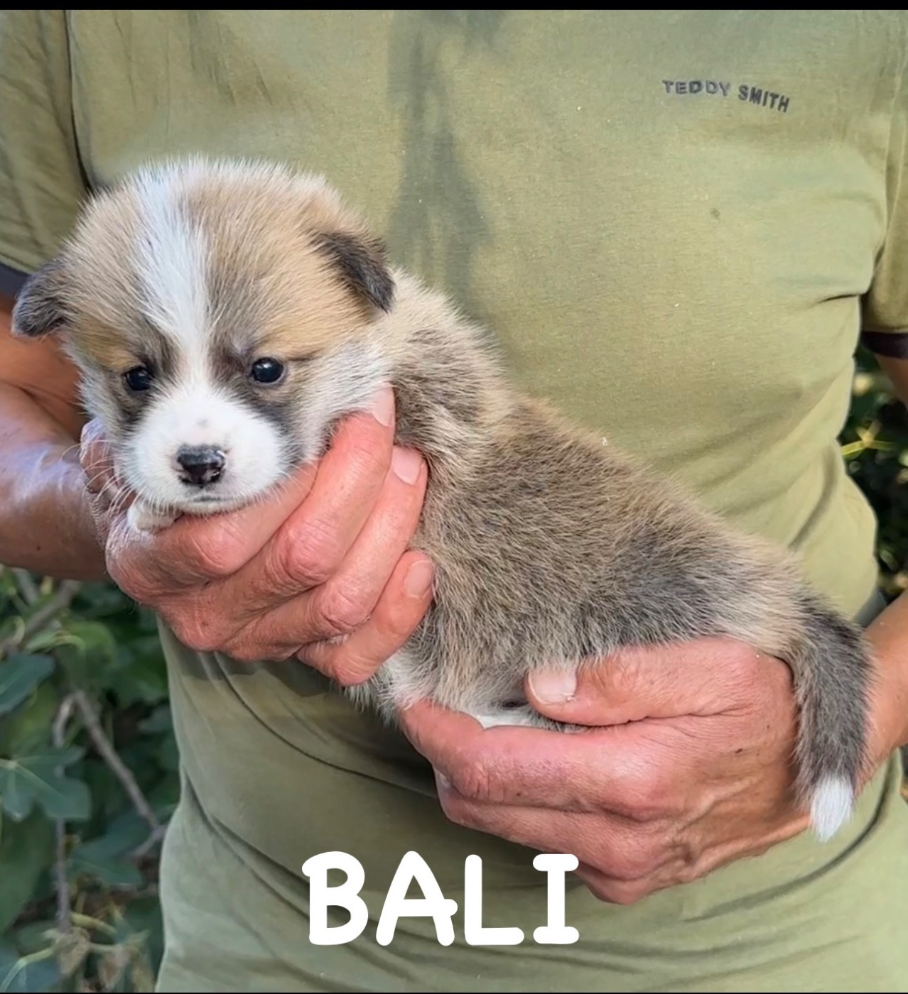 Opus Grande - Chiots disponibles - Welsh Corgi Pembroke