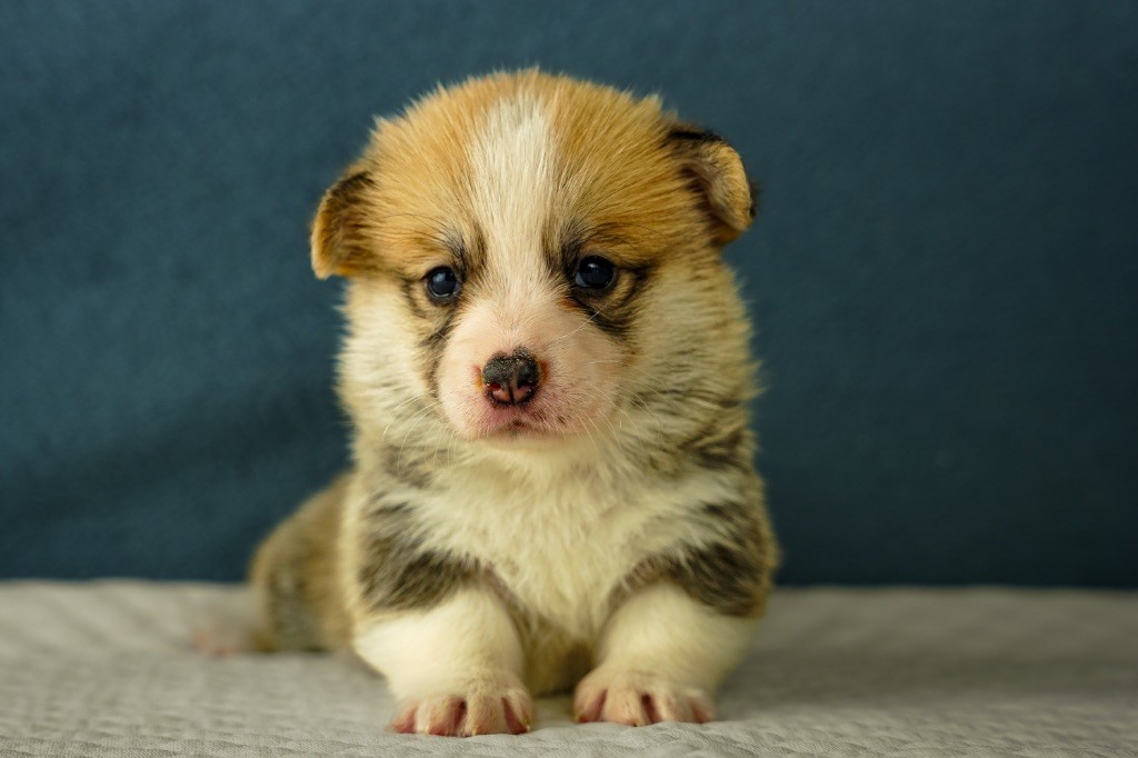Opus Grande - Chiots disponibles - Welsh Corgi Pembroke