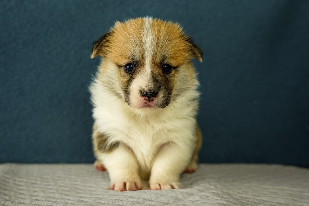 Opus Grande - Chiots disponibles - Welsh Corgi Pembroke