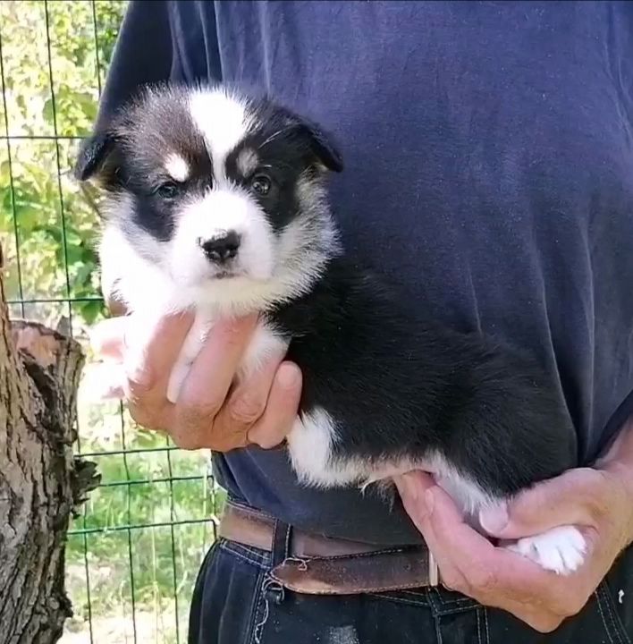 Opus Grande - Welsh Corgi Pembroke - Portée née le 30/08/2022