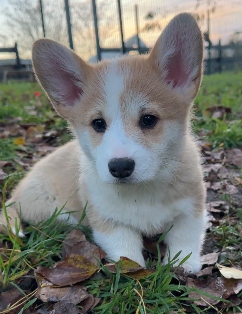 Opus Grande - Chiots disponibles - Welsh Corgi Pembroke