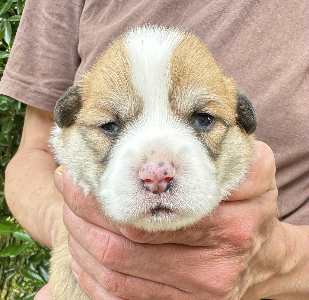 Opus Grande - Chiots disponibles - Welsh Corgi Pembroke
