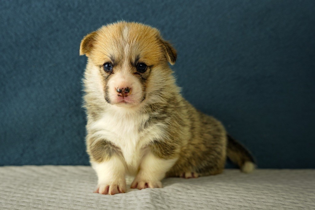 Opus Grande - Chiots disponibles - Welsh Corgi Pembroke