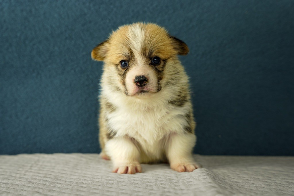 Opus Grande - Chiots disponibles - Welsh Corgi Pembroke
