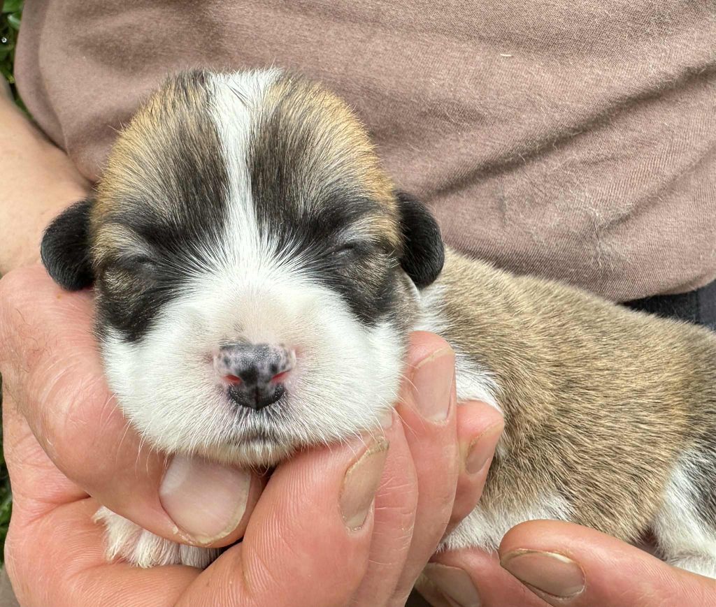 Opus Grande - Chiots disponibles - Welsh Corgi Pembroke