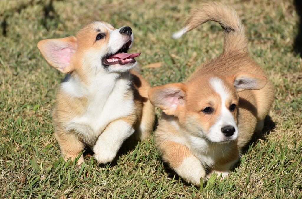 Chiot Welsh Corgi Pembroke Opus Grande