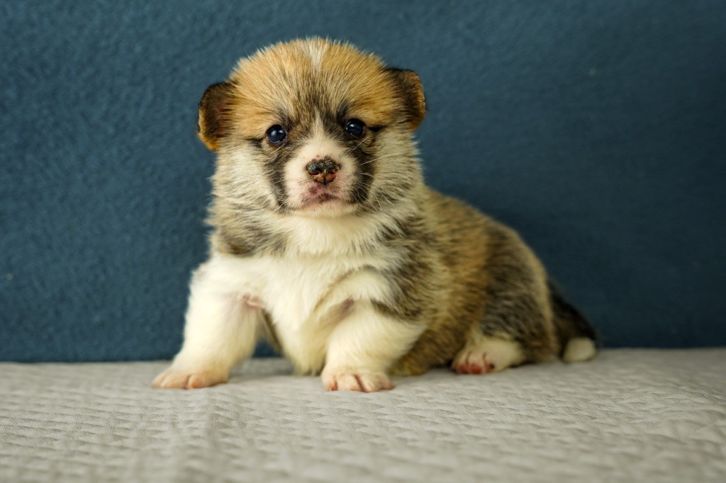 Opus Grande - Chiots disponibles - Welsh Corgi Pembroke