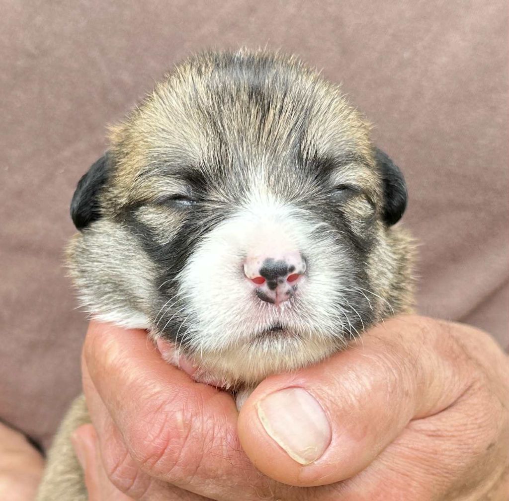 Opus Grande - Chiots disponibles - Welsh Corgi Pembroke