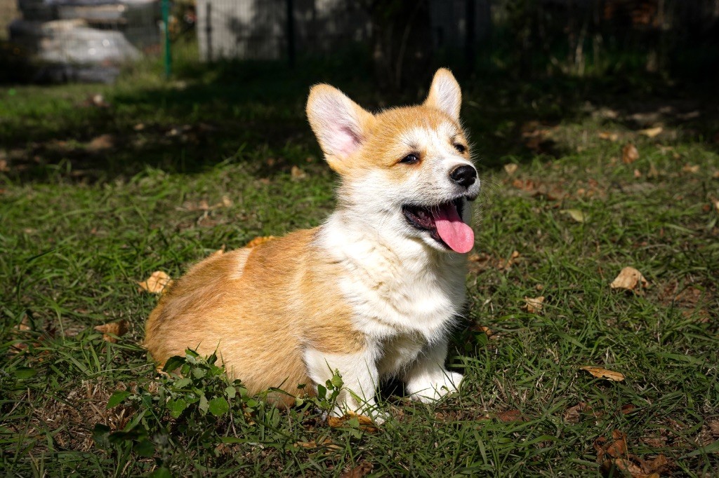 Opus Grande - Welsh Corgi Pembroke - Portée née le 03/08/2025