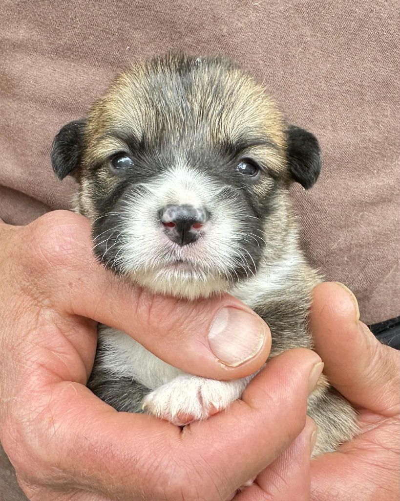 Opus Grande - Chiots disponibles - Welsh Corgi Pembroke