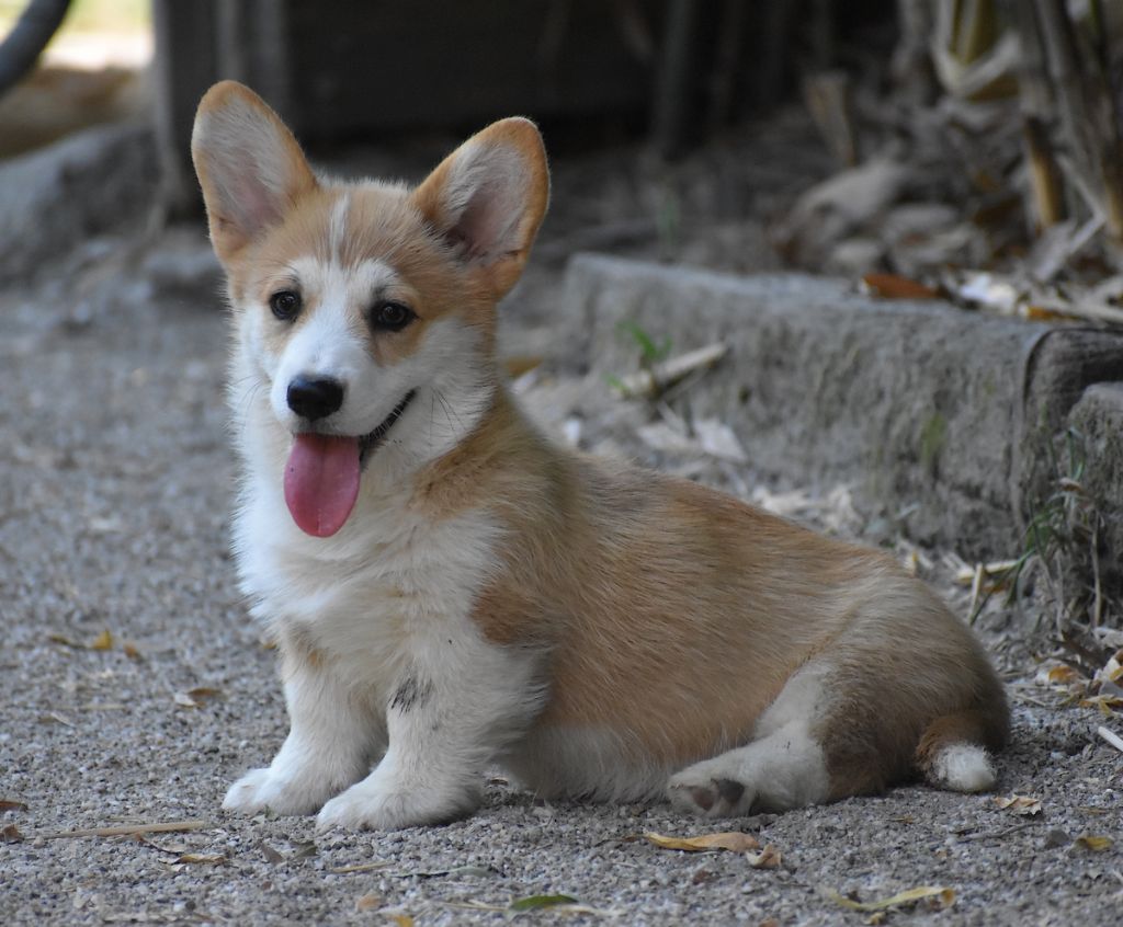 Chiot Welsh Corgi Pembroke Opus Grande