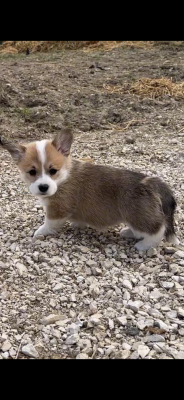 Chiot N°5