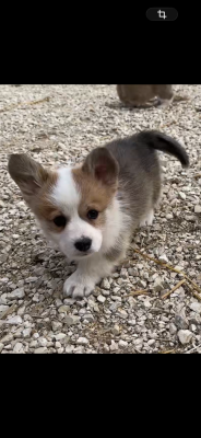 Chiot N°6