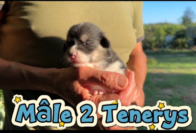 Chiot N°3