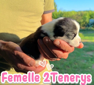 Chiot N°7