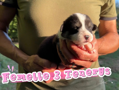 Chiot N°8