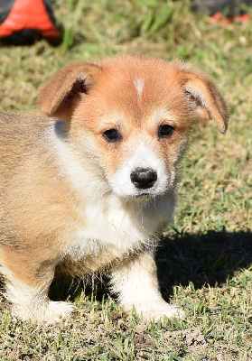 CHIOT 3
