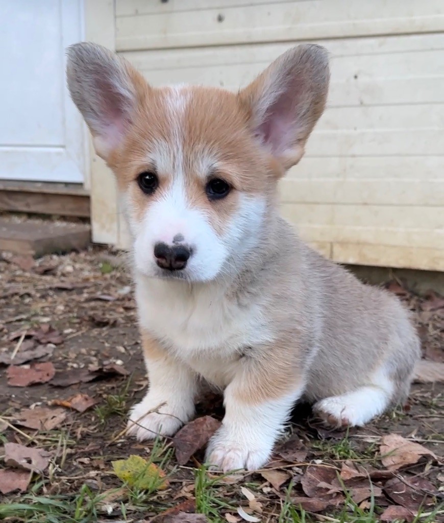 Opus Grande - Chiots disponibles - Welsh Corgi Pembroke