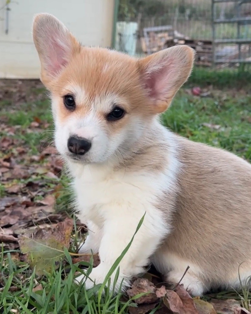 Opus Grande - Chiots disponibles - Welsh Corgi Pembroke