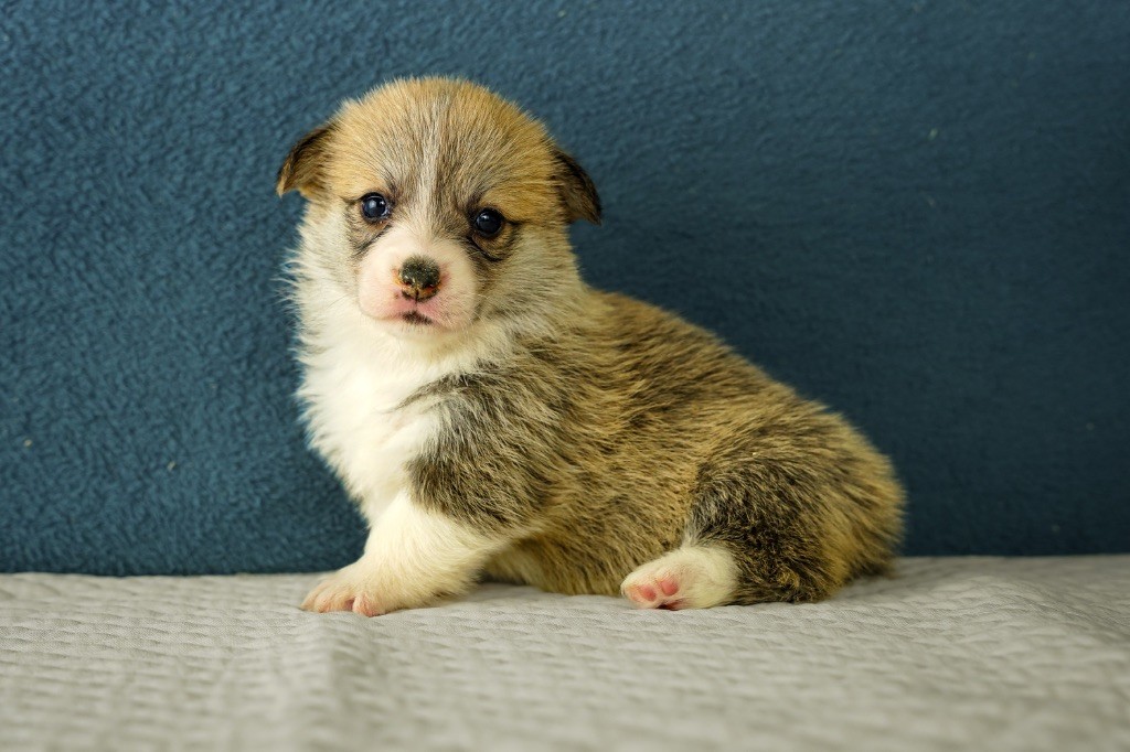 Opus Grande - Chiots disponibles - Welsh Corgi Pembroke